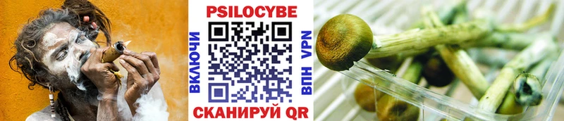 сколько стоит  Белореченск  Галлюциногенные грибы Psilocybe 